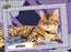 2026 Upper Deck Feline Collection Blaster Box PRE ORDER