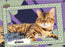 2026 Upper Deck Feline Collection Hobby Box PRE ORDER